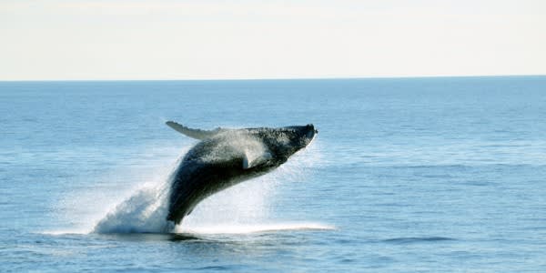 Image of Animal, Mammal, Sea Life, Whale, 