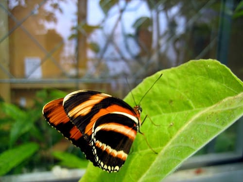 Image of Animal, Insect, Butterfly, 