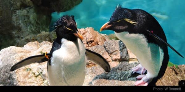 Image of Animal, Bird, Penguin, 