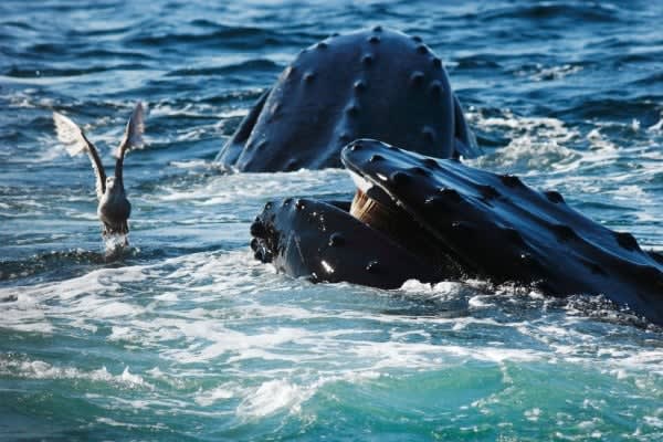 Image of Animal, Mammal, Sea Life, Whale, Bird, 