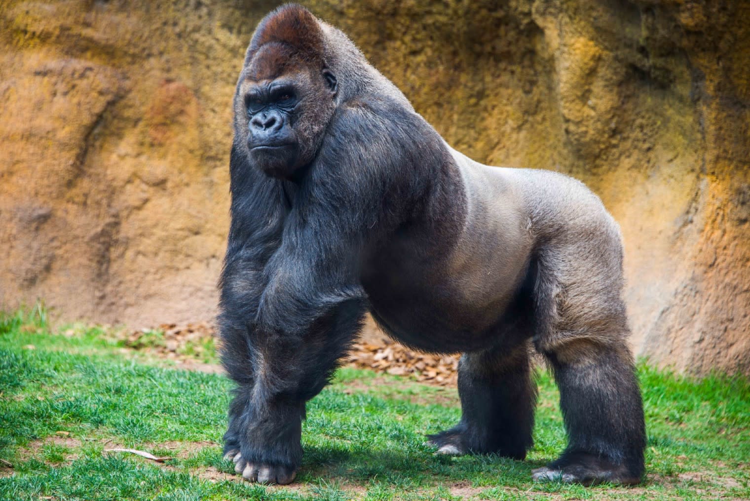 Image of Animal, Ape, Mammal, Wildlife, Monkey, Gorilla, 