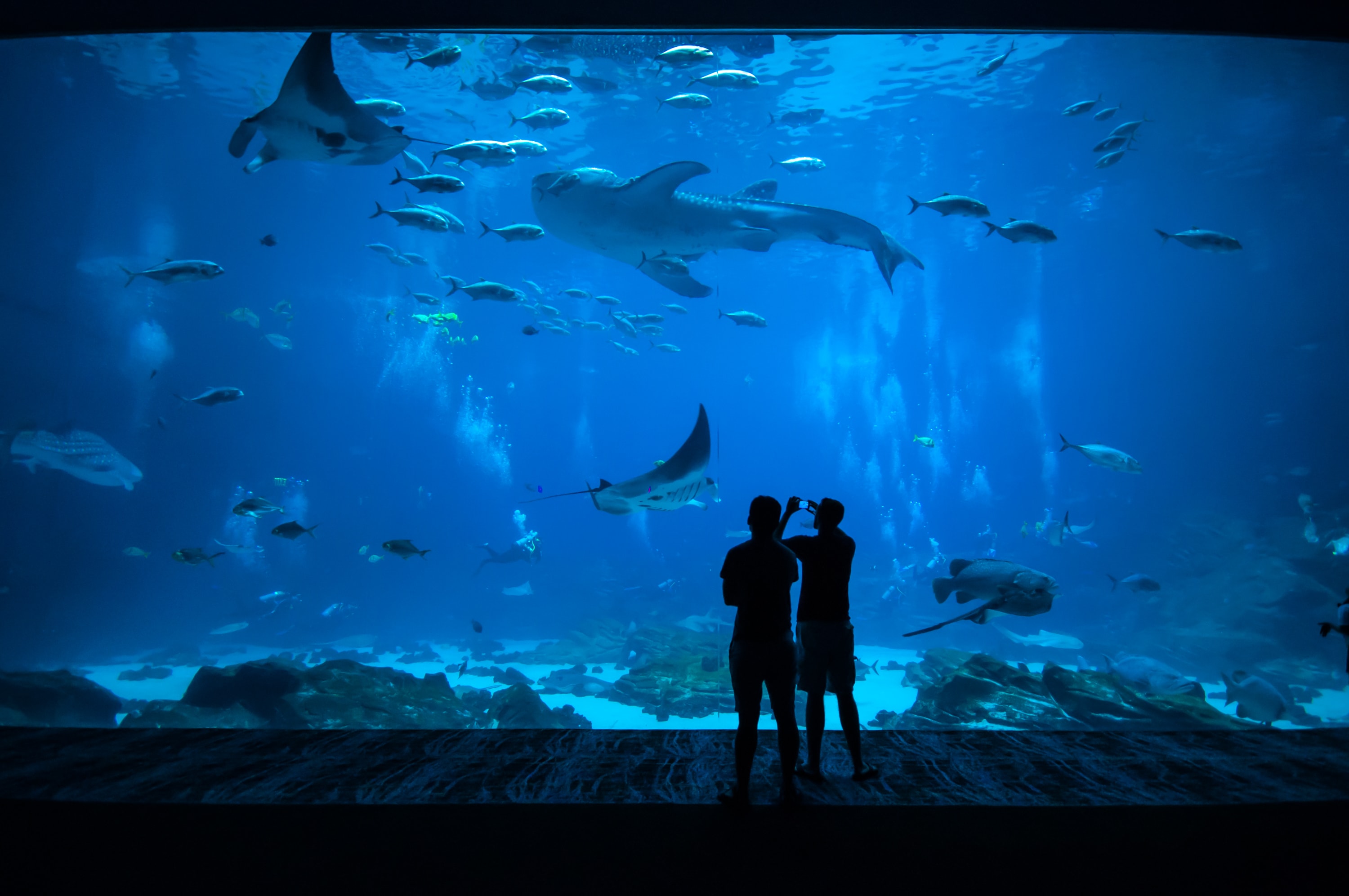 Image of Aquatic, Water, Animal, Aquarium, Fish, Sea Life, Silhouette, Person, Shark, Outdoors, Nature,