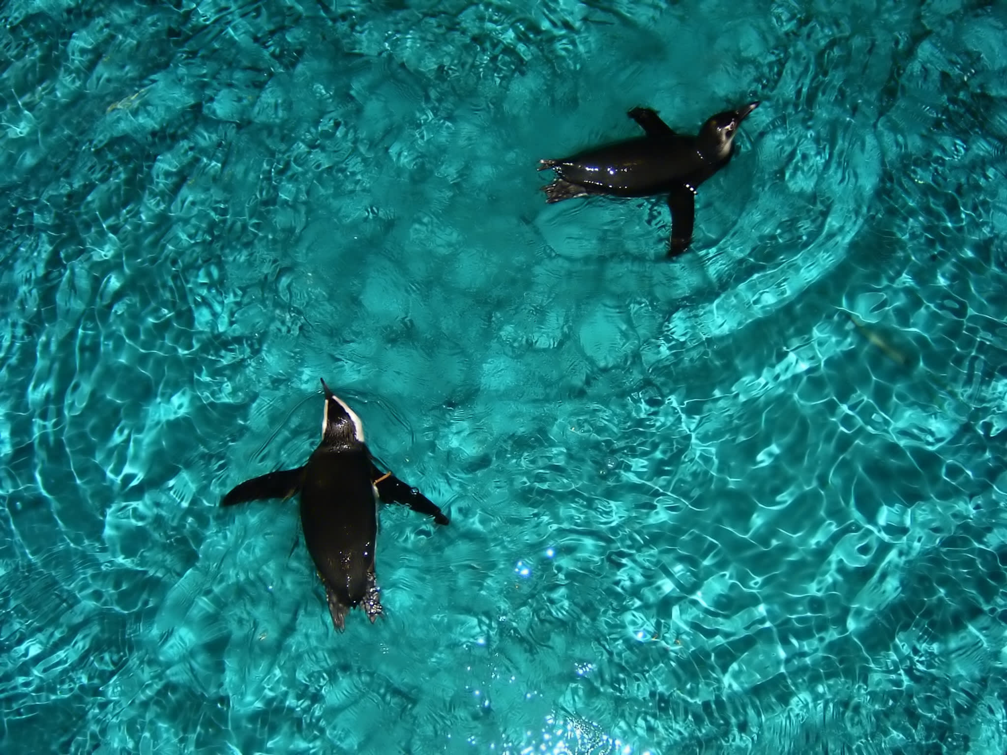 Image of Animal, Bird, Penguin, 