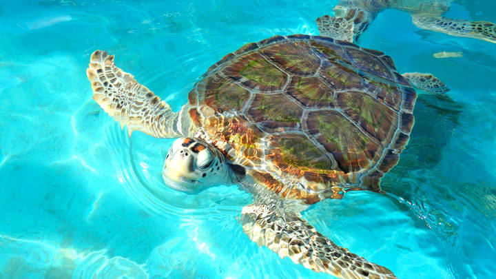 Image of Animal, Reptile, Sea Life, Turtle, Sea Turtle, Tortoise, 