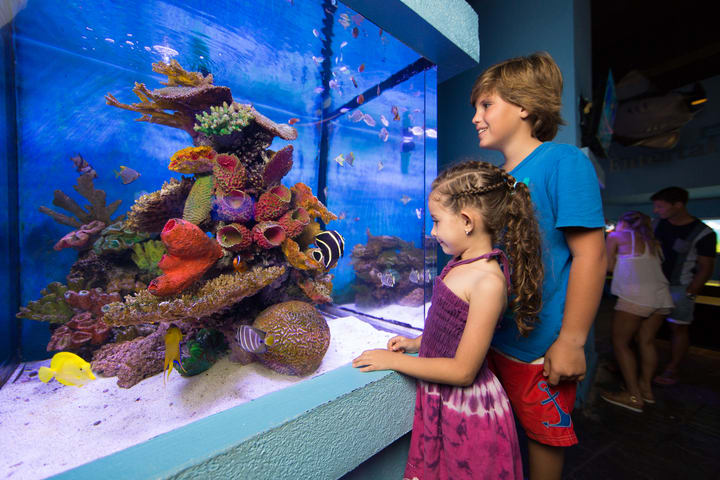 Image of Animal, Aquarium, Fish, Sea Life, Water, Aquatic, Child, Female, Girl, Person, Adult, Woman, Nature, Outdoors, Reef, Sea,