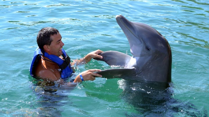 Image of Vest, Lifejacket, Animal, Dolphin, Mammal, Sea Life, Adult, Male, Man, Person, Swimming, Water, Water Sports, 