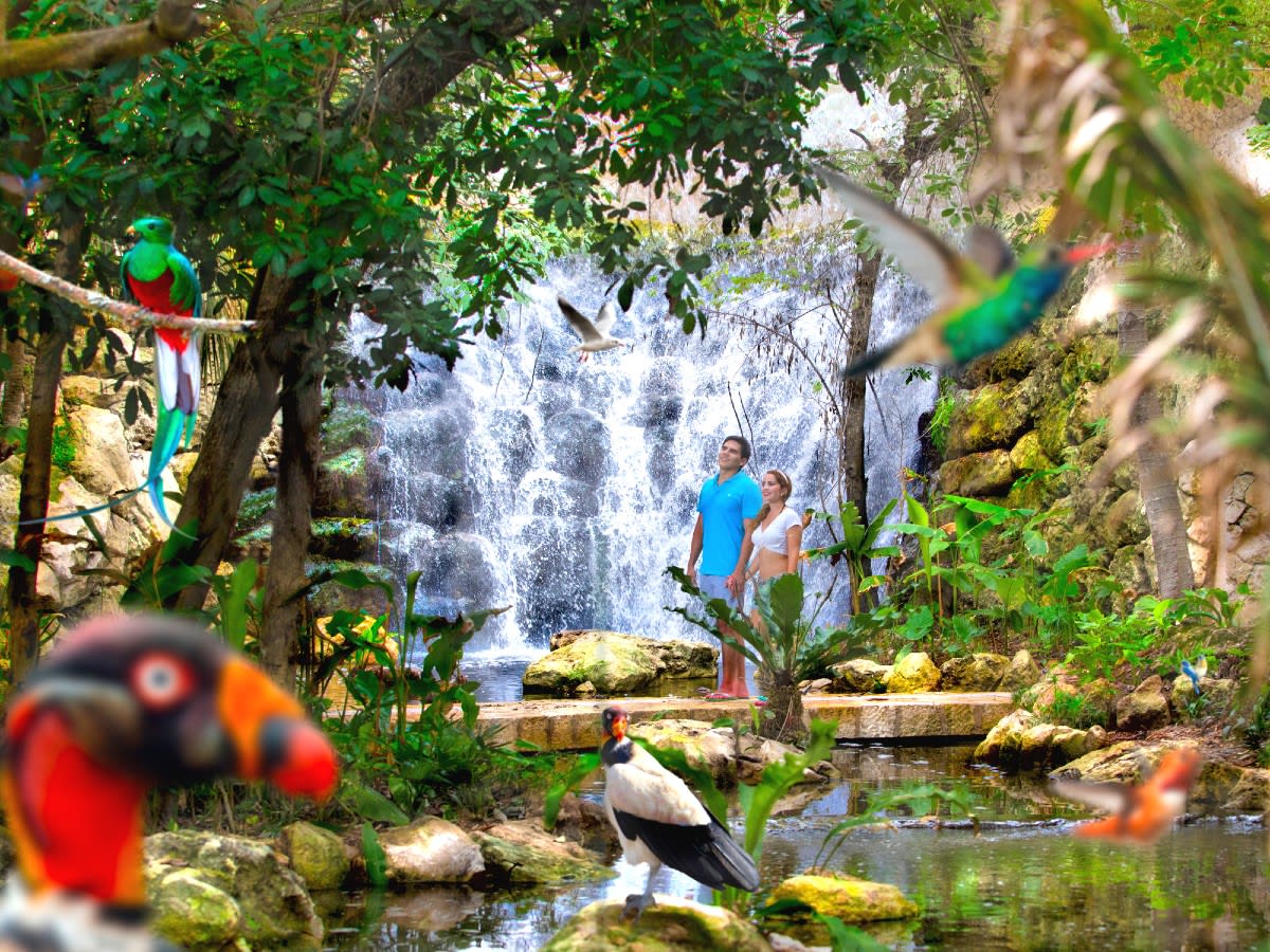 Image of Jungle, Nature, Outdoors, Vegetation, Land, Rainforest, Tree, Animal, Beak, Bird, Pond, Water, Grove, Woodland, Rock, Zoo, Person, Moss, Grass, Park, 