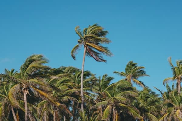 Image of Tree, Palm Tree, Summer, Vegetation, Outdoors, Nature, 