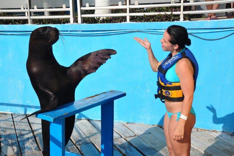 Image of Vest, Lifejacket, Swimwear, Animal, Mammal, Sea Life, Sea Lion, Adult, Female, Person, Woman, Water, Waterfront, 