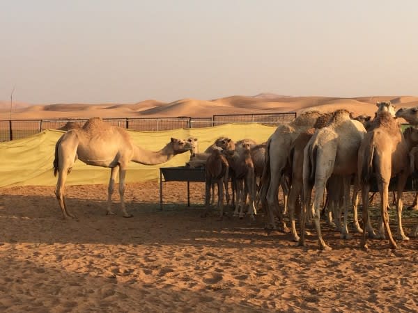 Image of Outdoors, Animal, Camel, Mammal, 