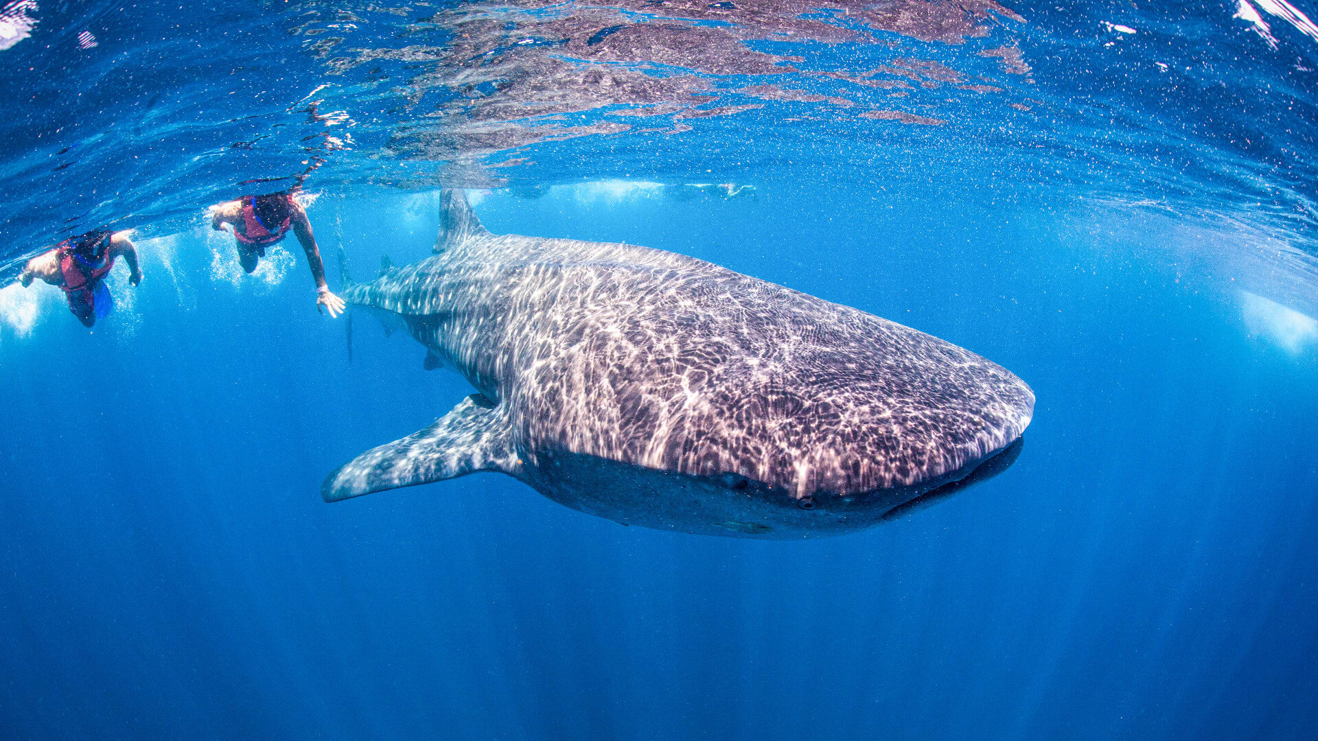 Image of Adult, Female, Person, Woman, Nature, Outdoors, Water, Animal, Fish, Sea Life, Shark,