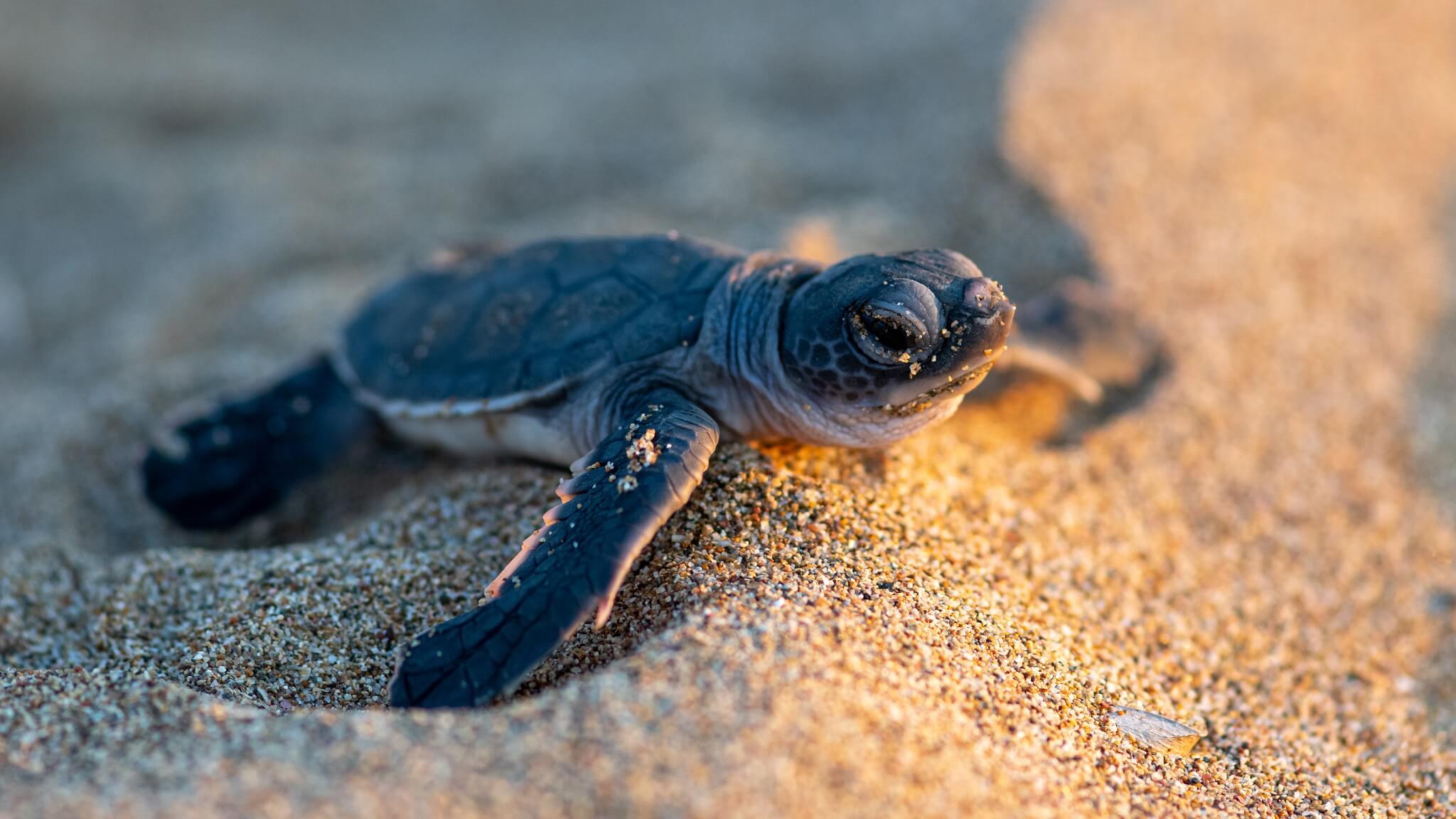 Image of Animal, Reptile, Sea Life, Turtle, Sea Turtle, Tortoise, 