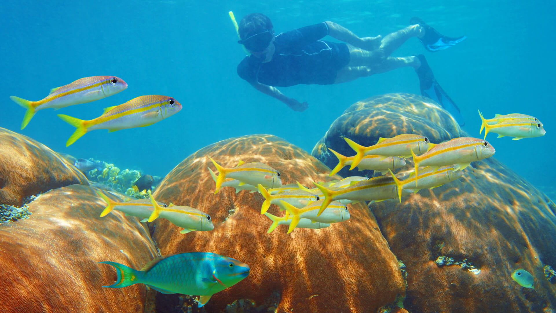 Image of Aquatic, Water, Nature, Outdoors, Person, Swimming, Water Sports, Underwater, Adult, Male, Man, Animal, Fish, Sea Life, Reef, Sea, 