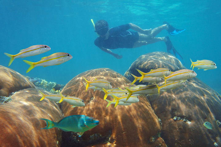 Image of Aquatic, Water, Nature, Outdoors, Underwater, Adult, Male, Man, Person, Animal, Reef, Sea, Sea Life, Fish, Swimming, Water Sports,