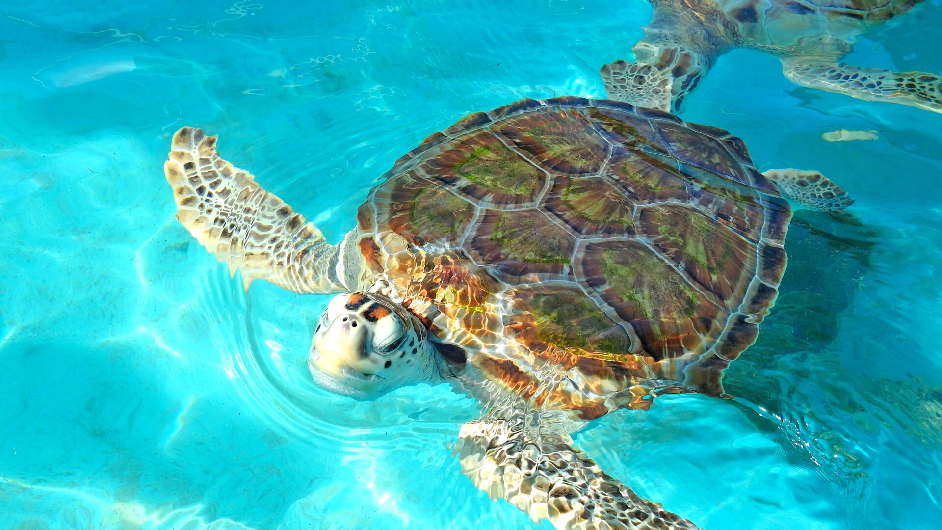 Image of Animal, Reptile, Sea Life, Turtle, Sea Turtle, Tortoise, 