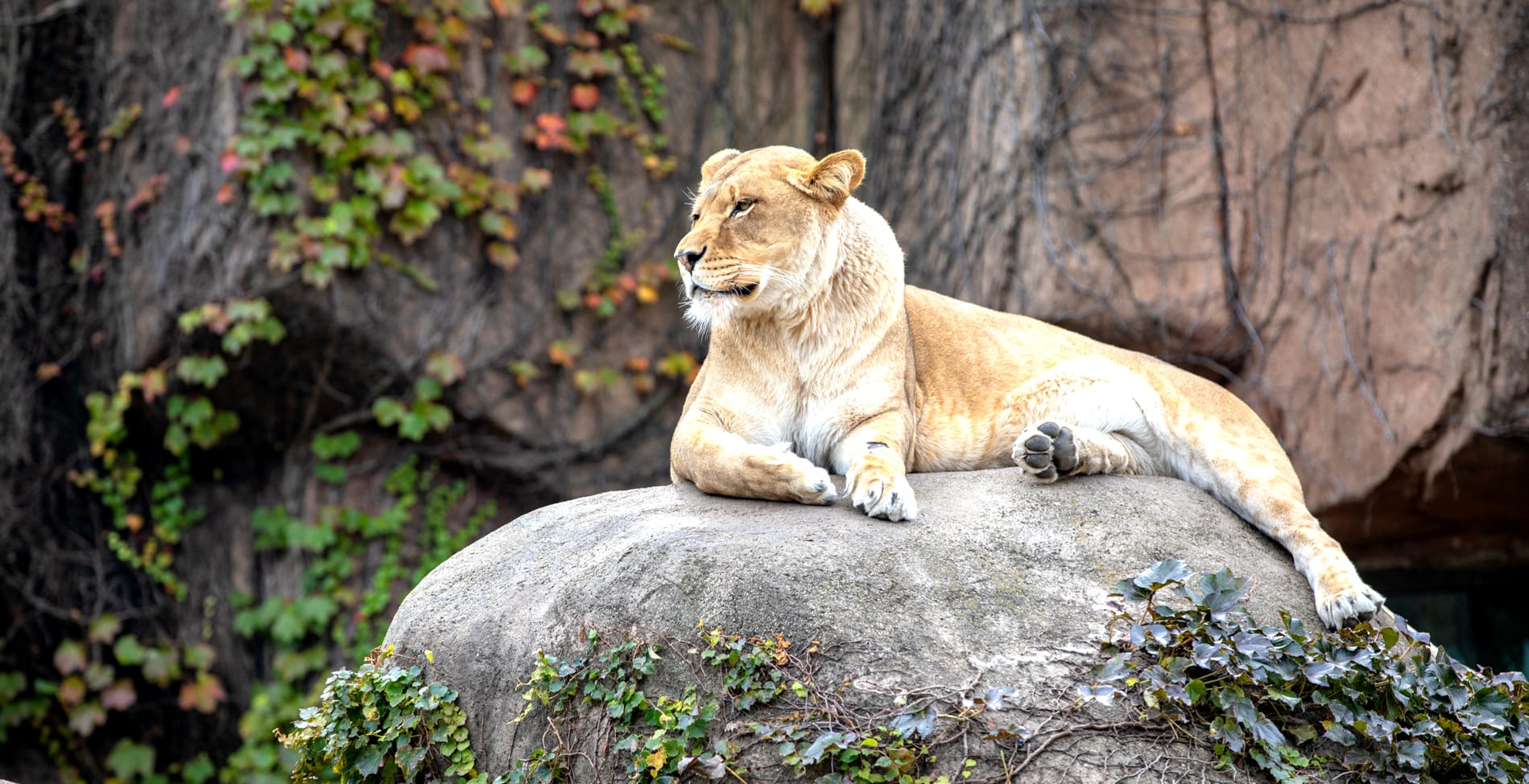 Image of Animal, Lion, Mammal, Wildlife,