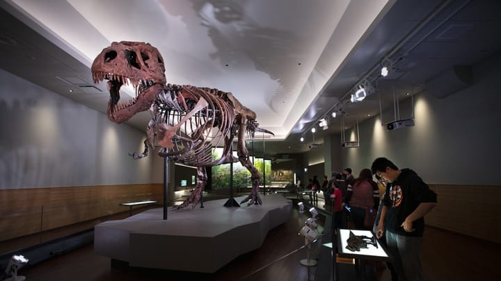 Image of Indoors, Museum, Boy, Male, Person, Teen, Animal, Dinosaur, 