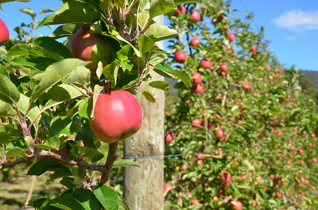 Image of Apple, Food, Fruit, Produce, 