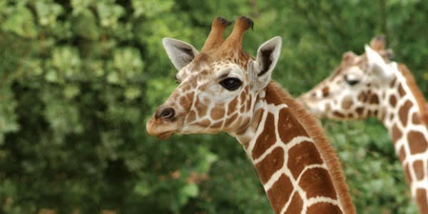 Image of Animal, Zoo, Giraffe, Mammal, Wildlife, 