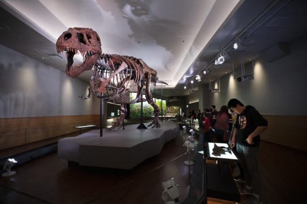 Image of Indoors, Museum, Adult, Male, Man, Person, Animal, Dinosaur, 