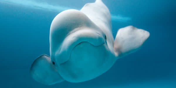 Image of Animal, Fish, Sea Life, Shark, Beluga Whale, Mammal, 