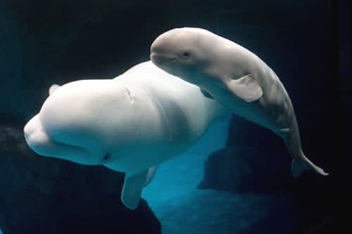 Image of Animal, Sea Life, Fish, Shark, Beluga Whale, Mammal, 