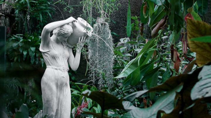 Image of Vegetation, Jungle, Nature, Outdoors, Land, Rainforest, Tree, Adult, Female, Person, Woman, Garden, Indoors, Male, Man,