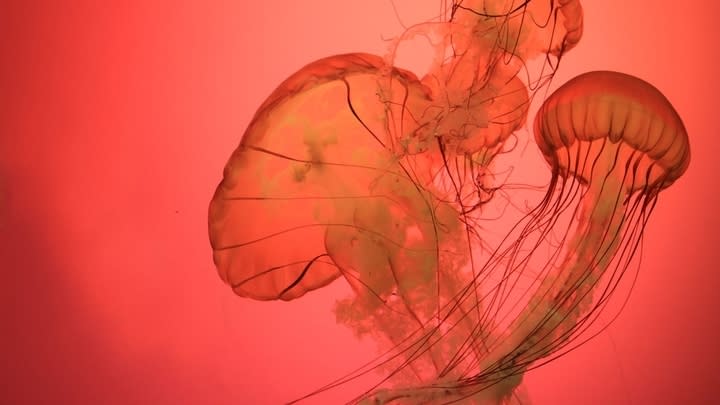 Image of Animal, Sea Life, Jellyfish,