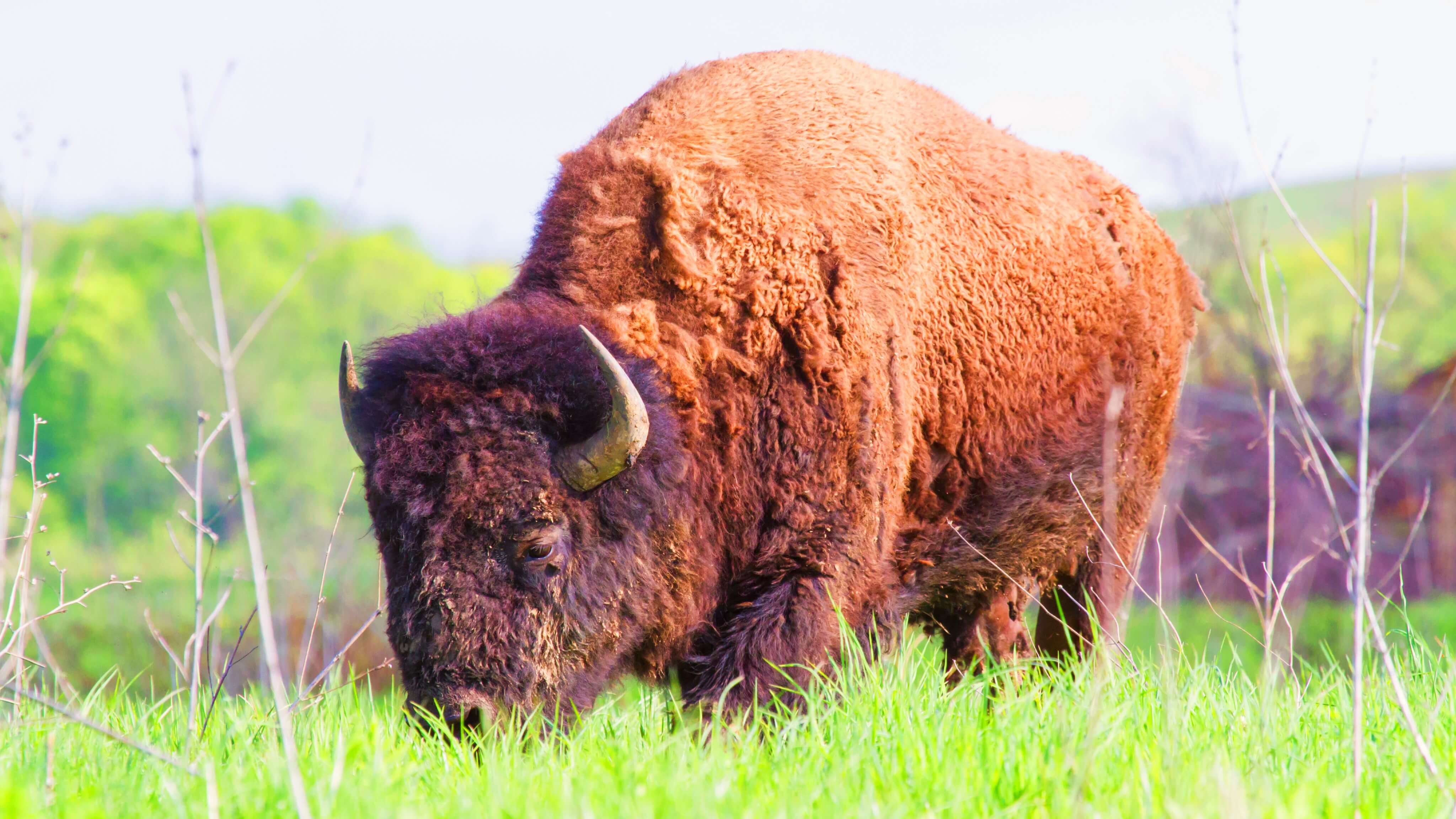 Image of Animal, Bear, Mammal, Wildlife, Buffalo, Bison, 