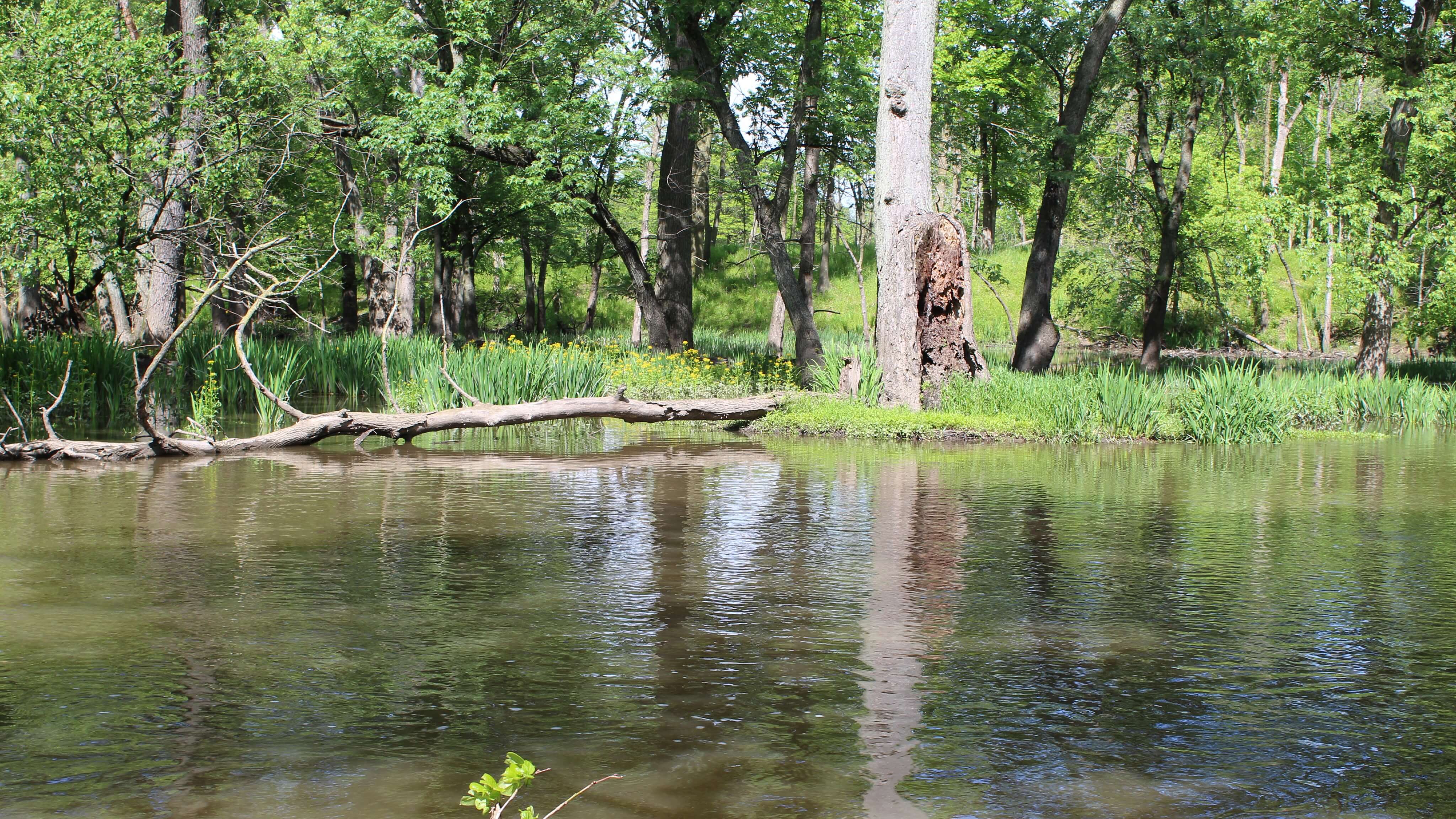 Image of Grove, Land, Nature, Outdoors, Tree, Vegetation, Woodland, Jungle, Wilderness, Pond, Water, Swamp, Scenery, Rainforest, Landscape, Rock, Lake,