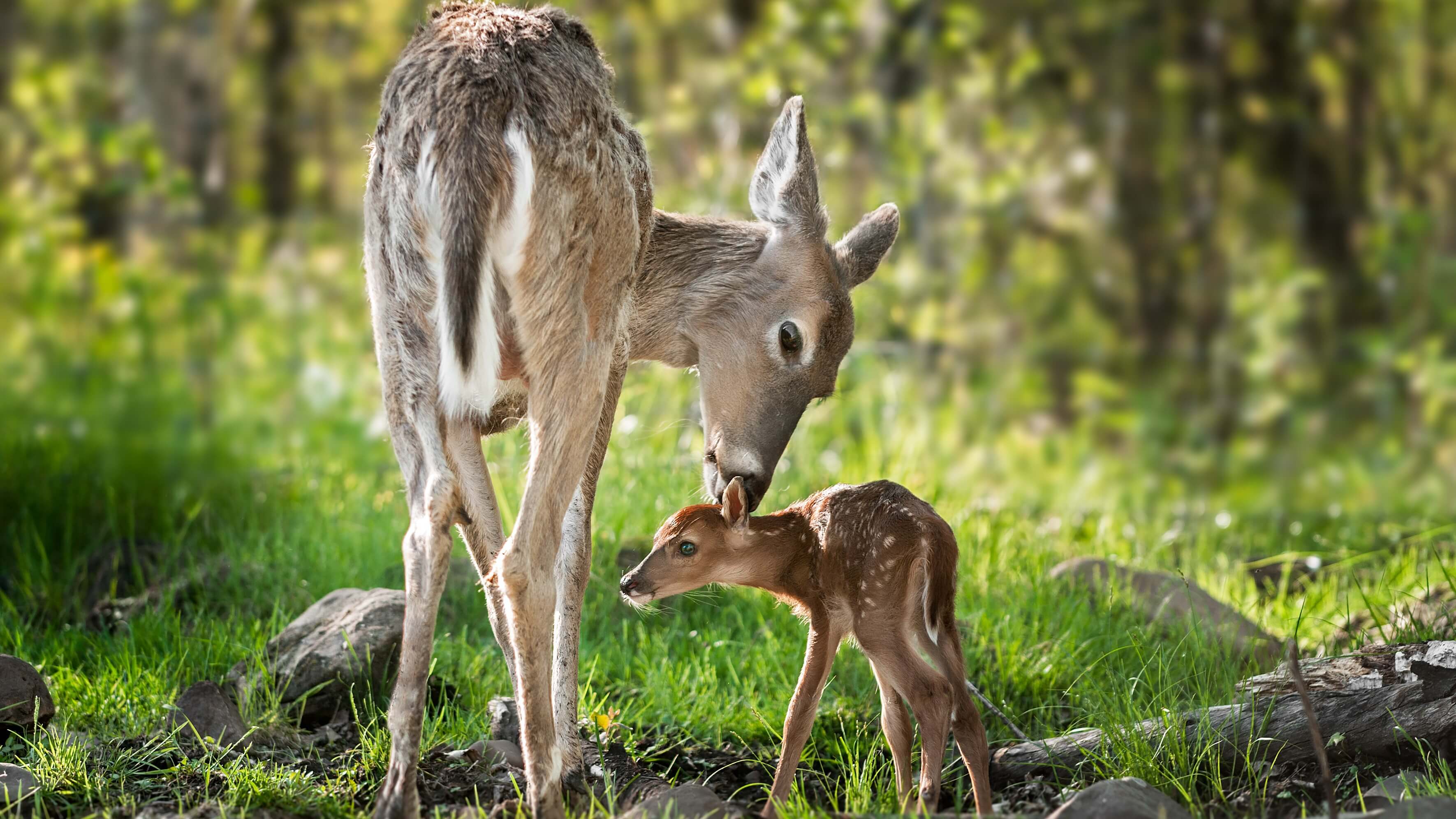 Image of Animal, Deer, Mammal, Wildlife, Kangaroo, Field, Grassland, Nature, Outdoors, 