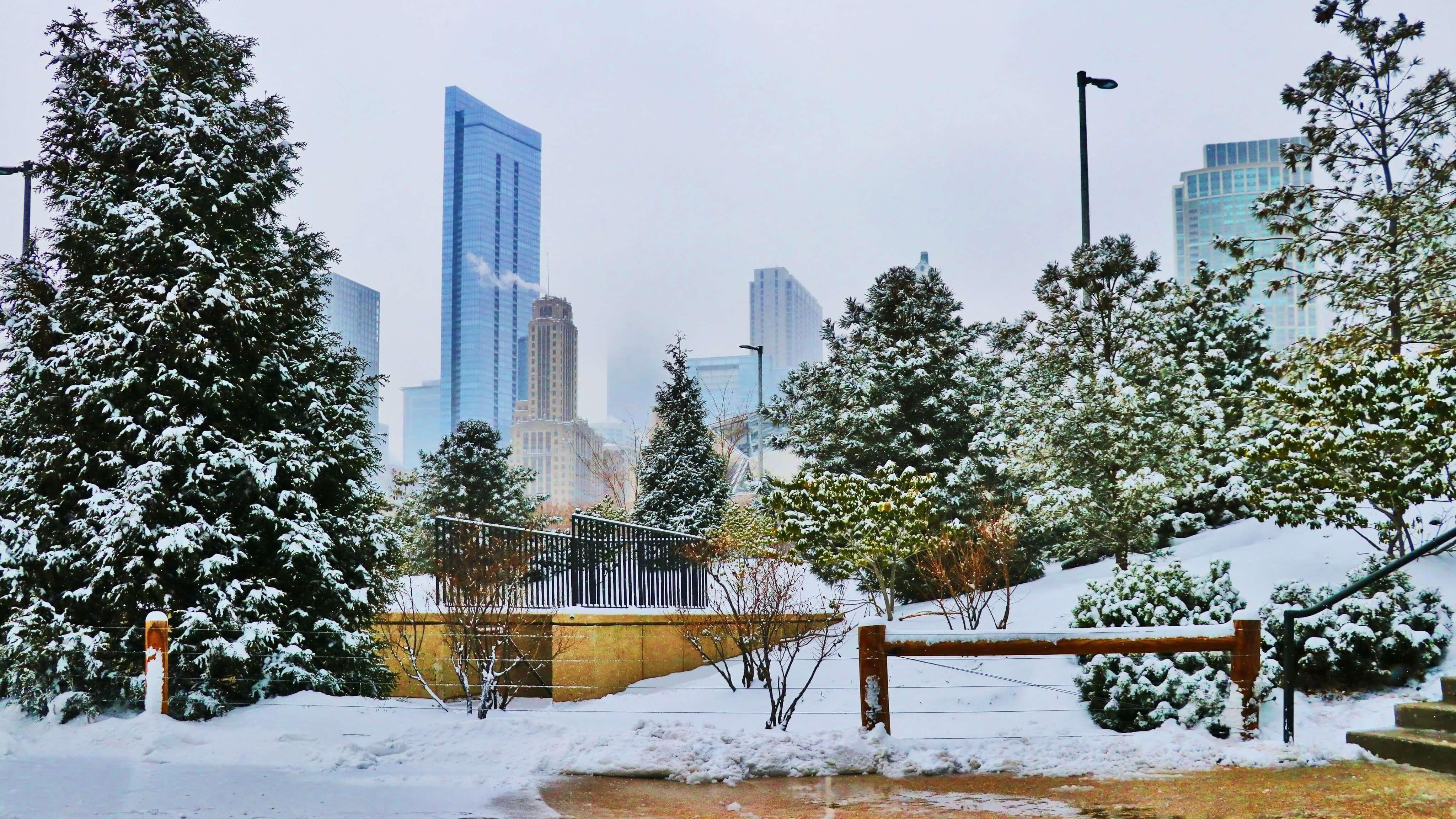 Image of City, Tree, Fir, Urban, Cityscape, High Rise, Pine, 