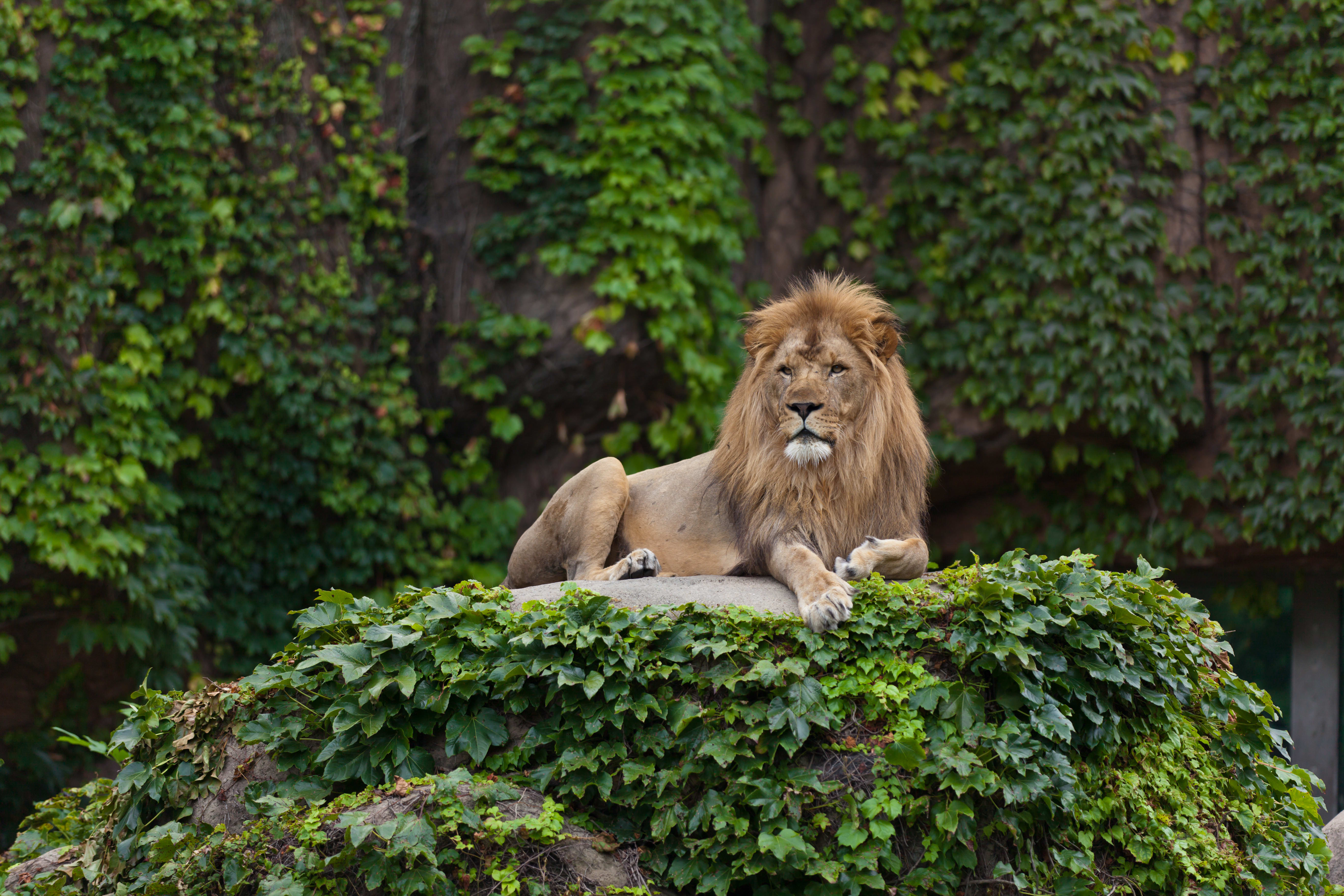 Image of Animal, Lion, Mammal, Wildlife, 