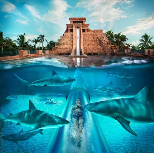 Image of Adult, Male, Man, Person, Pool, Water, Swimming Pool,