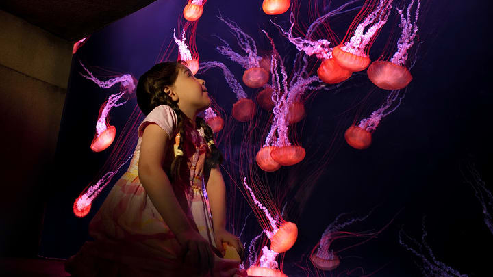 Image of Child, Female, Girl, Person, Animal, Sea Life, Jellyfish, 