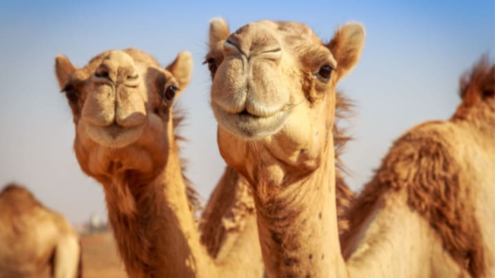 Image of Animal, Camel, Mammal, 