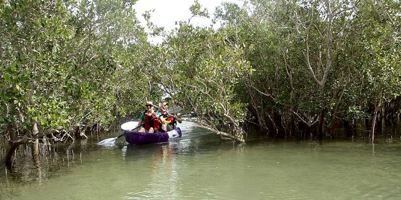 Image of Land, Nature, Outdoors, Water, Rainforest, Tree, Vegetation, Boat, Canoe, Canoeing, Person, Rowboat, Vehicle, Water Sports, Jungle, 