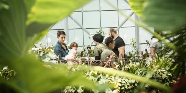 Image of Garden, Nature, Outdoors, Gardening, Adult, Female, Person, Woman, Greenhouse, 