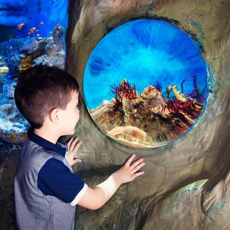 Image of Animal, Aquarium, Fish, Sea Life, Water, Boy, Child, Male, Person, 