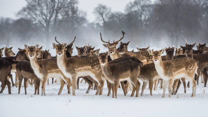 Image of Animal, Herd, Deer, Mammal, Wildlife, 