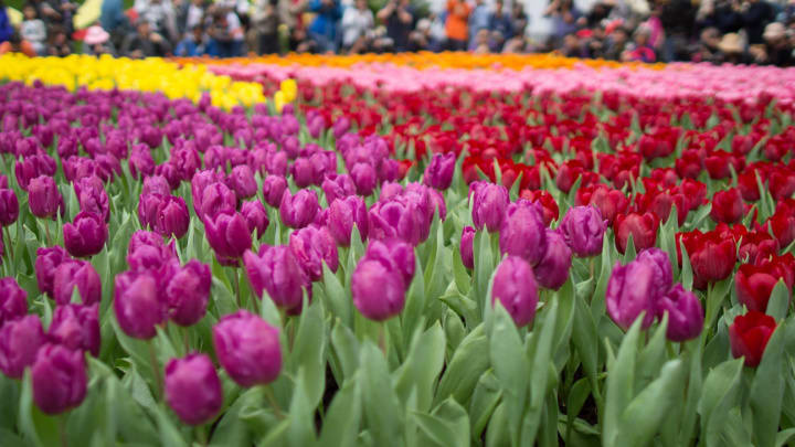 Image of Flower, Tulip, Petal, Person,