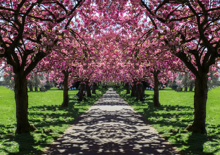 Image of Grass, Nature, Outdoors, Park, Flower, Garden, Tree, Arbour, Tree Trunk, Cherry Blossom,