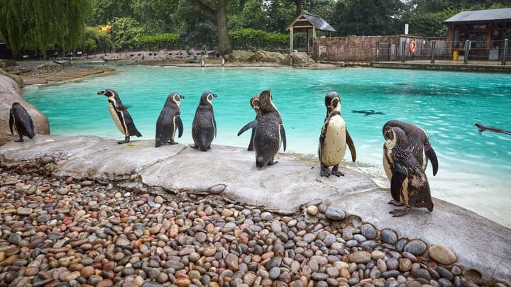 Image of Animal, Bird, Penguin, Zoo, 