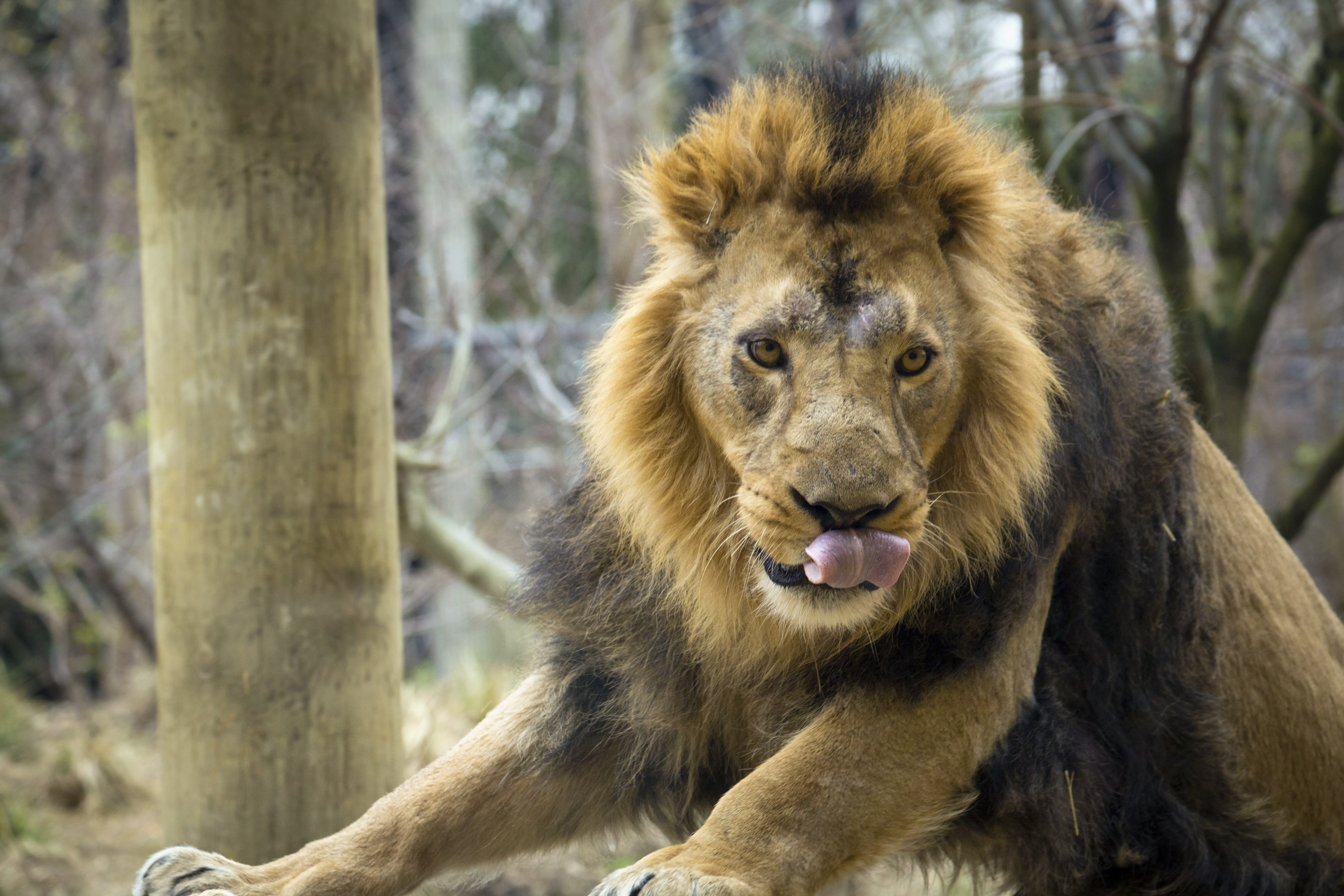 Image of Animal, Lion, Mammal, Wildlife, 