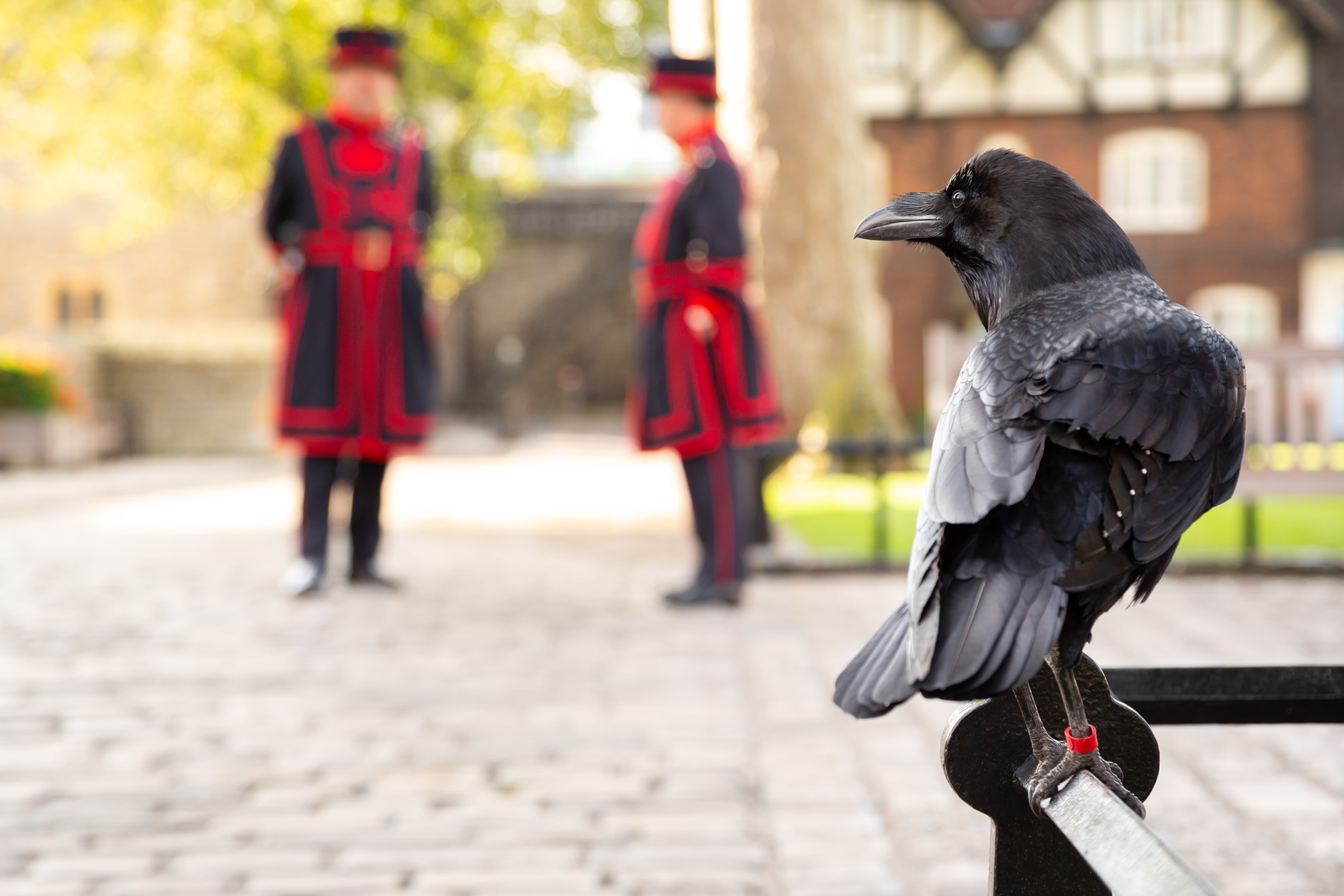 Image of Adult, Male, Man, Person, Animal, Bird, Crow, 