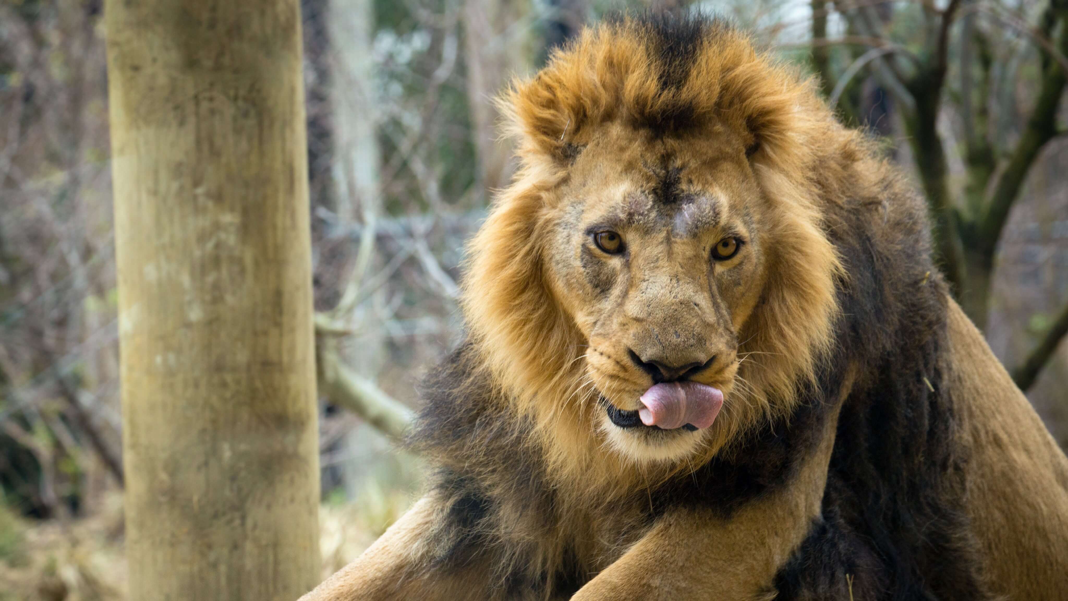 Image of Animal, Lion, Mammal, Wildlife, 