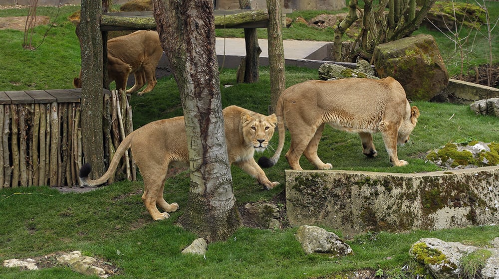 Image of Animal, Lion, Mammal, Wildlife, Cow, Field, Grassland, Nature, Outdoors, Zoo, 