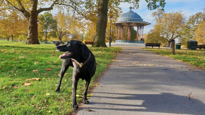 Image of Bench, Animal, Canine, Dog, Mammal, Pet, Grass, Nature, Outdoors, Park, Person, 