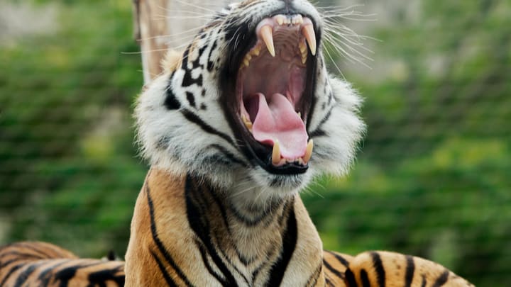 Image of Animal, Mammal, Tiger, Wildlife,
