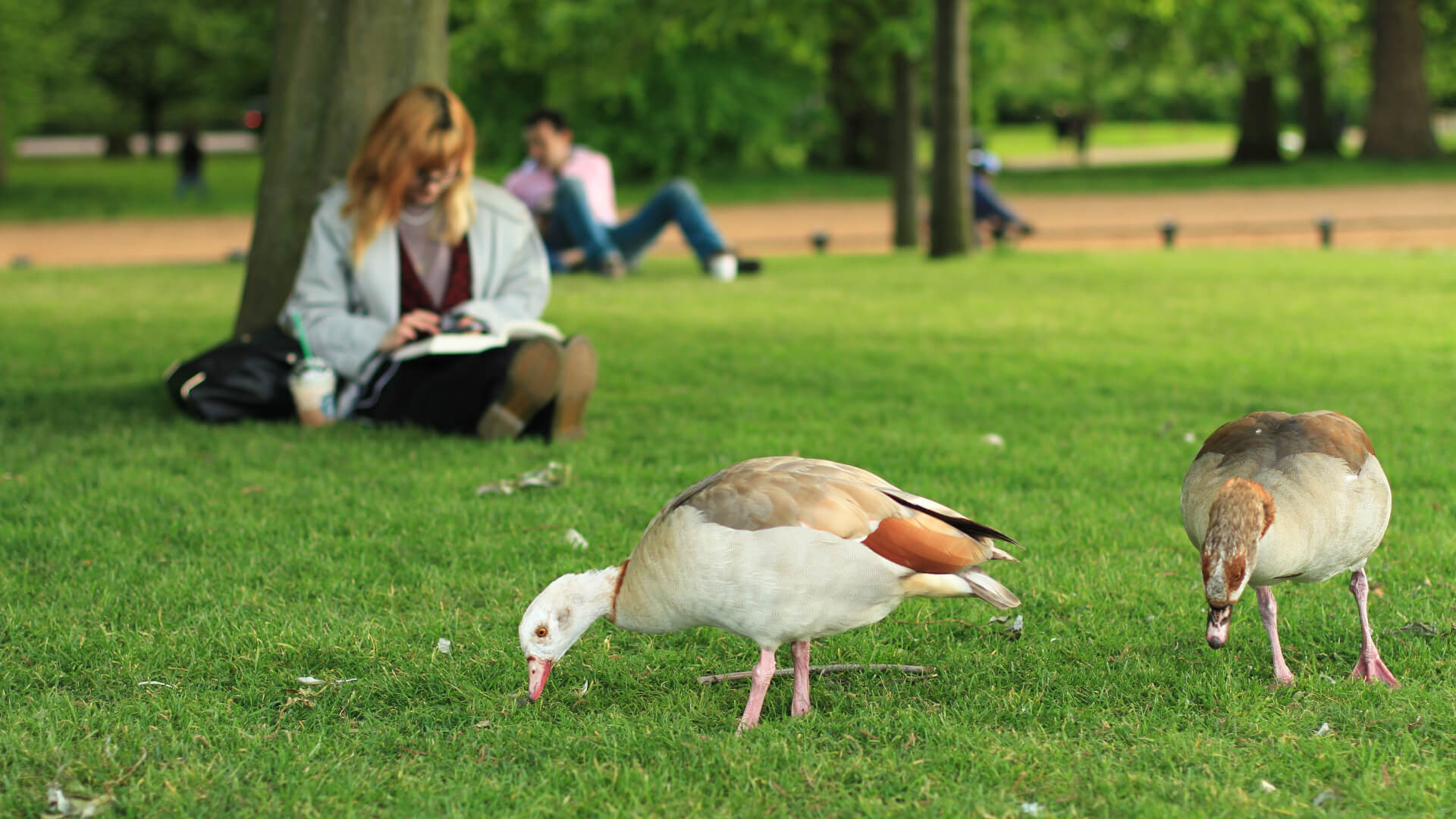 Image of Grass, Female, Girl, Person, Teen, Nature, Outdoors, Park, Animal, Bird, Field, Grassland, Lawn, Handbag, 